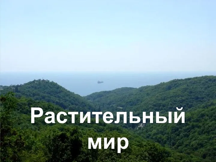 Растительный мир