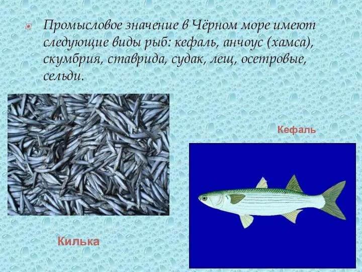 Промысловое значение в Чёрном море имеют следующие виды рыб: кефаль, анчоус (хамса), скумбрия,