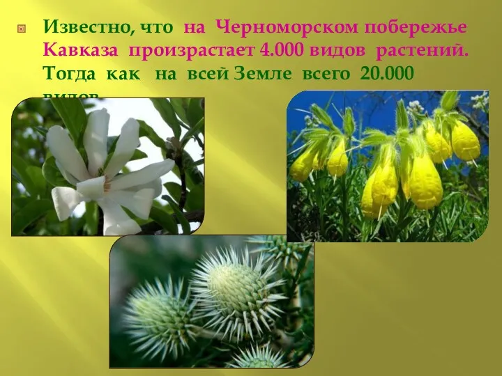 Известно, что на Черноморском побережье Кавказа произрастает 4.000 видов растений. Тогда как на