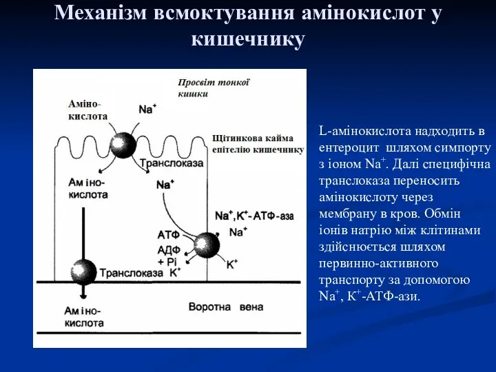 Механізм всмоктування амінокислот у кишечнику L-амінокислота надходить в ентероцит шляхом