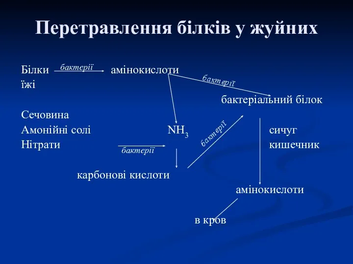 Перетравлення білків у жуйних Білки амінокислоти їжі бактеріальний білок Сечовина