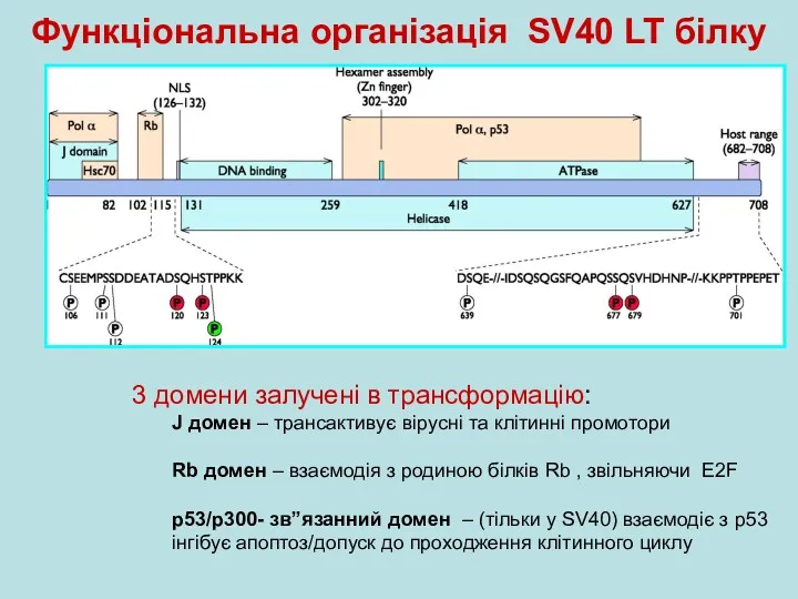 Функціональна організація SV40 LT білку 3 домени залучені в трансформацію: