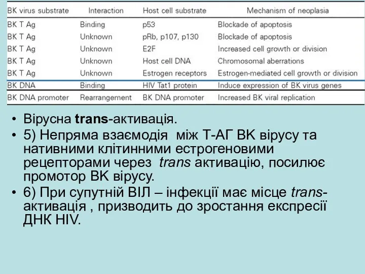 Вірусна trans-активація. 5) Непряма взаємодія між Т-АГ BK вірусу та