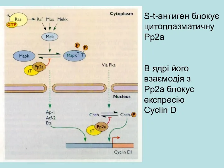 S-t-антиген блокує цитоплазматичну Рр2а В ядрі його взаємодія з Рр2а блокує експресію Cyclin D