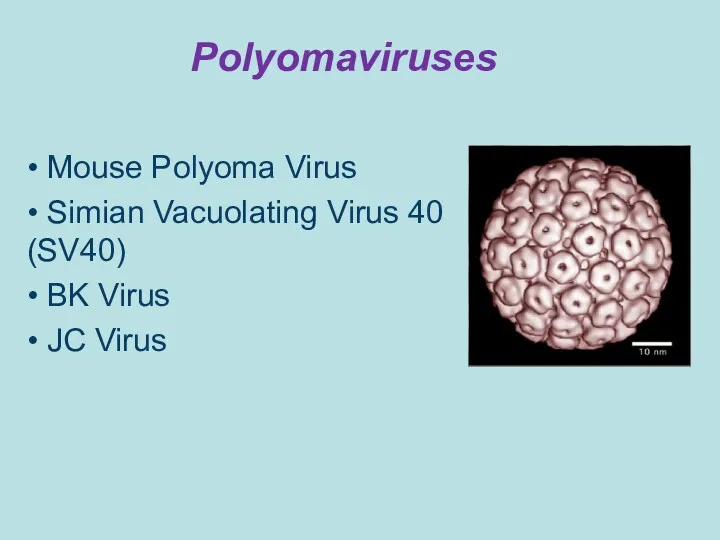 Polyomaviruses • Mouse Polyoma Virus • Simian Vacuolating Virus 40