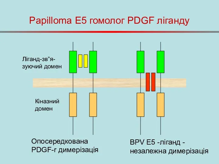 Papilloma E5 гомолог PDGF ліганду Ліганд-зв”я-зуючий домен Кіназний домен Опосередкована