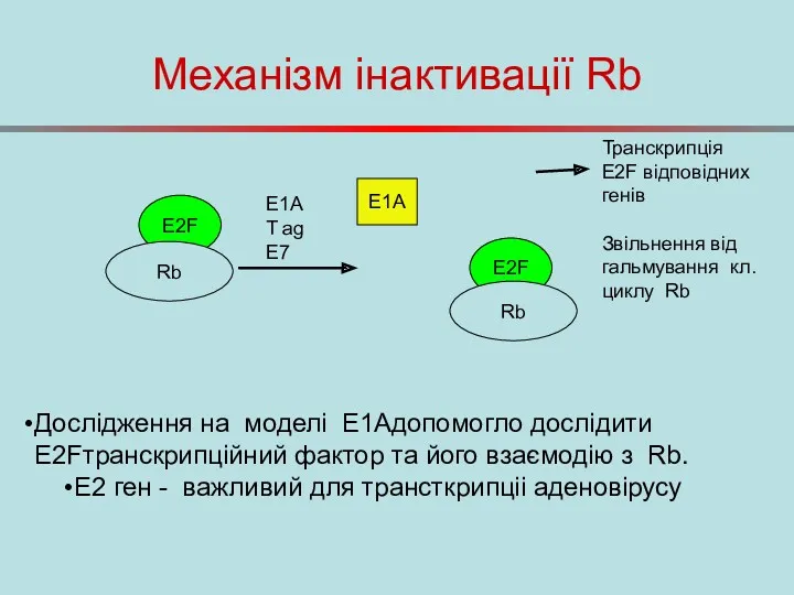 Механізм інактивації Rb E2F Rb E1A T ag E7 E2F