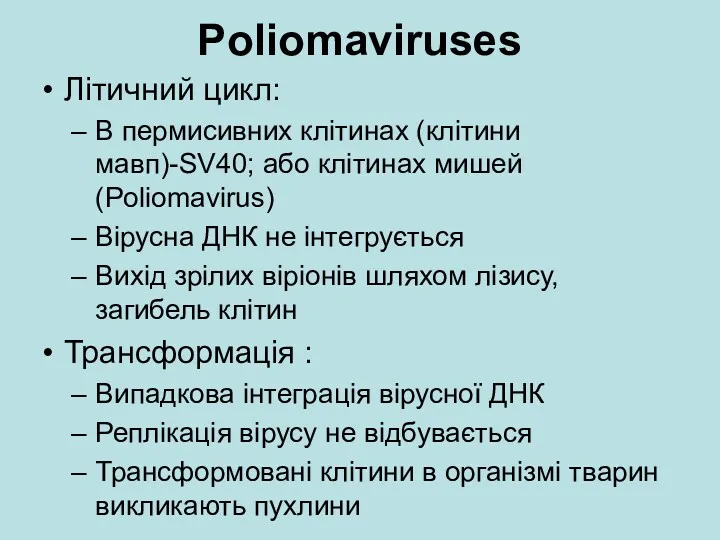 Poliomaviruses Літичний цикл: В пермисивних клітинах (клітини мавп)-SV40; або клітинах