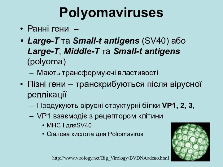 Polуomaviruses Ранні гени – Large-T та Small-t antigens (SV40) або
