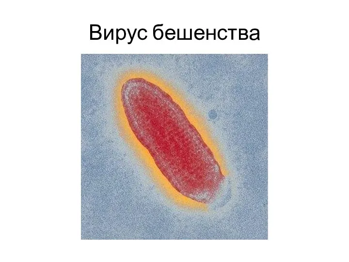 Вирус бешенства