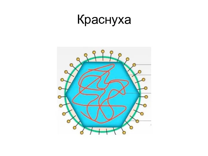 Краснуха