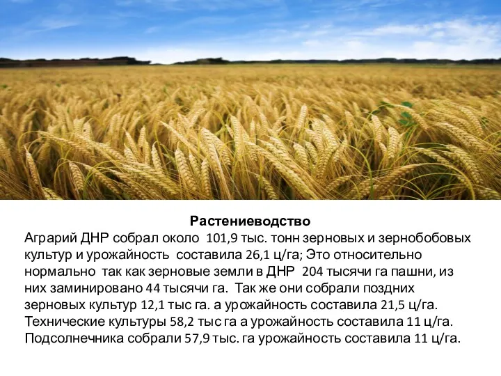 Растениеводство Аграрий ДНР собрал около 101,9 тыс. тонн зерновых и