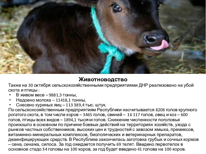 Животноводство Также на 30 октября сельскохозяйственными предприятиями ДНР реализовано на