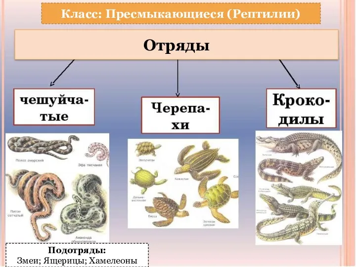 Подотряды: Змеи; Ящерицы; Хамелеоны Класс: Пресмыкающиеся (Рептилии) Отряды