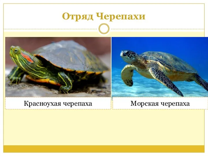 Отряд Черепахи Красноухая черепаха Морская черепаха