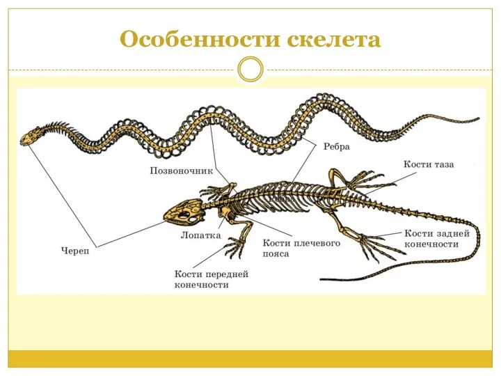 Особенности скелета