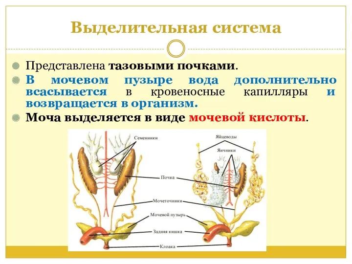 Выделительная система Представлена тазовыми почками. В мочевом пузыре вода дополнительно