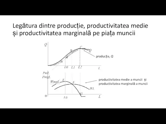 Legătura dintre producție, productivitatea medie și productivitatea marginală pe piața