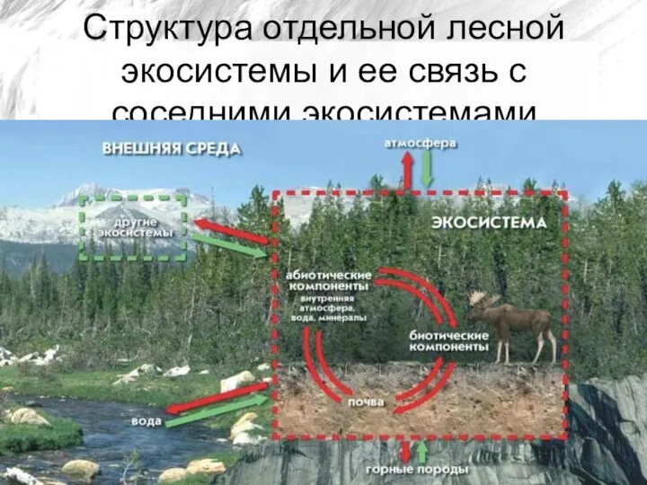 Структура отдельной лесной экосистемы и ее связь с соседними экосистемами