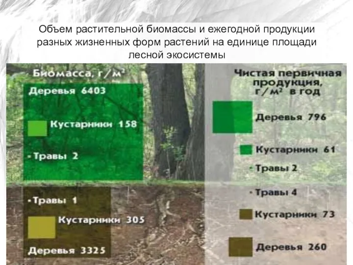 Объем растительной биомассы и ежегодной продукции разных жизненных форм растений на единице площади лесной экосистемы