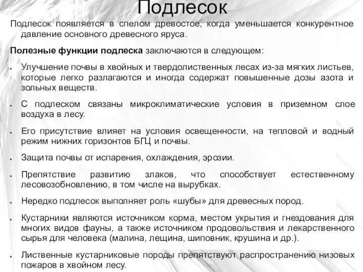 Подлесок Подлесок появляется в спелом древостое, когда уменьшается конкурентное давление