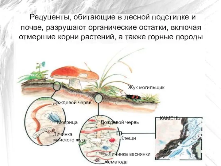 Редуценты, обитающие в лесной подстилке и почве, разрушают органические остатки,