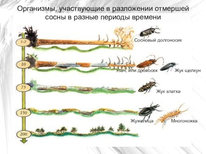 Организмы, участвующие в разложении отмершей сосны в разные периоды времени