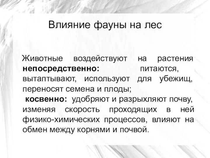 Влияние фауны на лес Животные воздействуют на растения непосредственно: питаются,