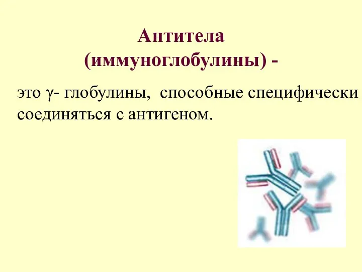 Антитела (иммуноглобулины) - это γ- глобулины, способные специфически соединяться с антигеном.