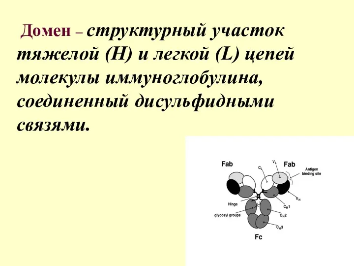 Домен – структурный участок тяжелой (H) и легкой (L) цепей молекулы иммуноглобулина, соединенный дисульфидными связями.