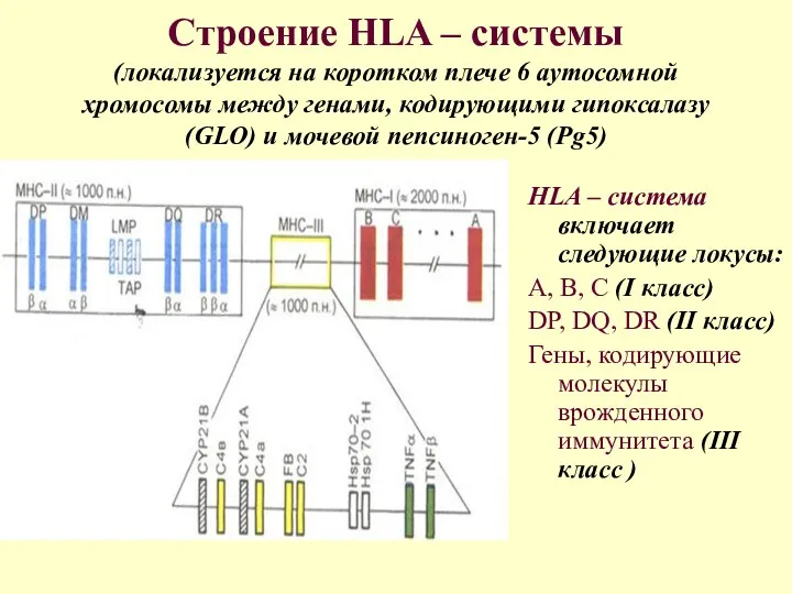 Строение HLA – системы (локализуется на коротком плече 6 аутосомной хромосомы между генами,