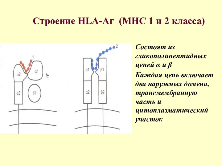 Строение HLA-Аг (MHC 1 и 2 класса) Состоят из гликополипептидных цепей α и