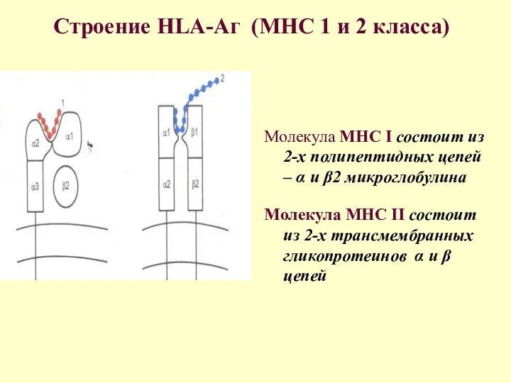 Строение HLA-Аг (MHC 1 и 2 класса) Молекула МНС I состоит из 2-х