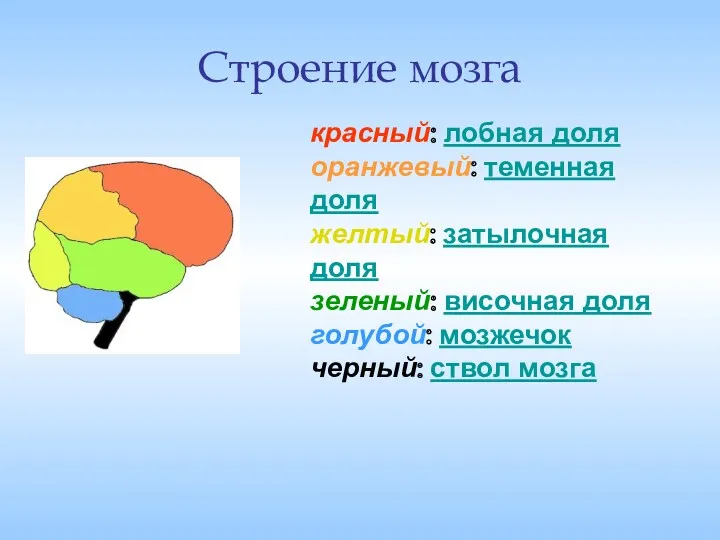 Строение мозга красный: лобная доля оранжевый: теменная доля желтый: затылочная