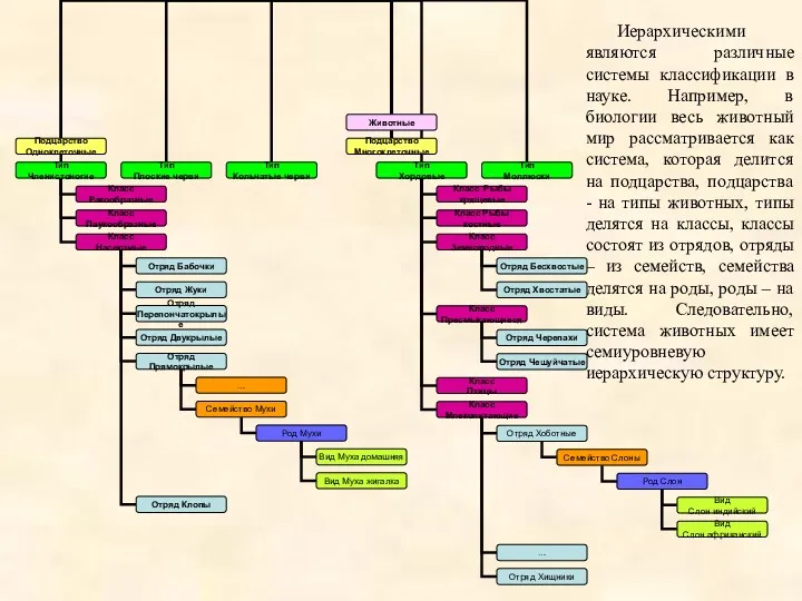 Иерархическими являются различные системы классификации в науке. Например, в биологии