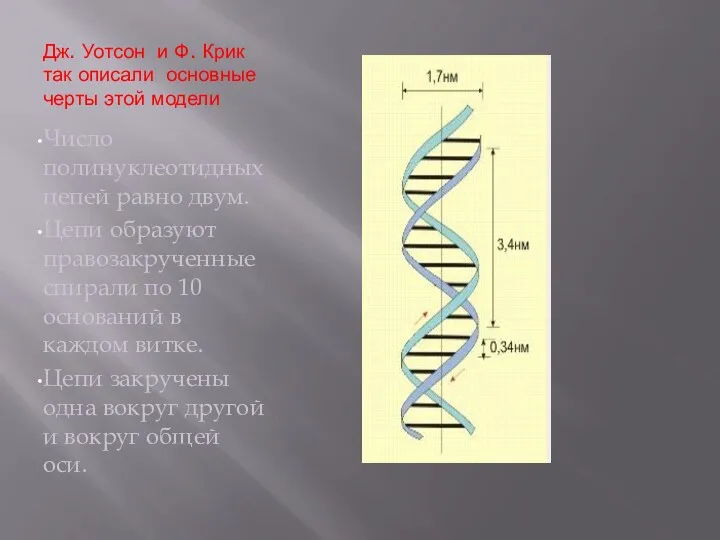 Дж. Уотсон и Ф. Крик так описали основные черты этой