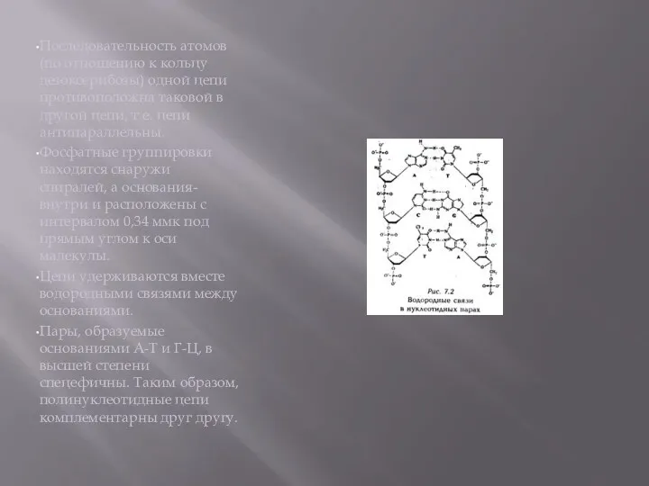 Последовательность атомов (по отношению к кольцу дезоксерибозы) одной цепи противоположна