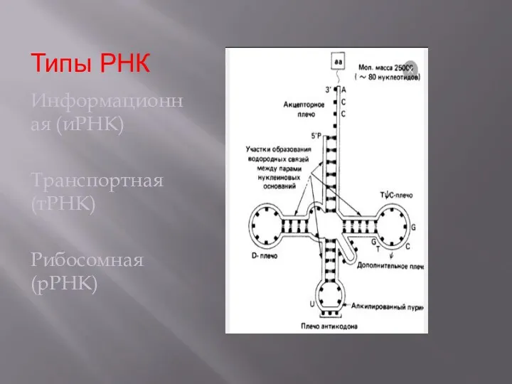 Типы РНК Информационная (иРНК) Транспортная (тРНК) Рибосомная (рРНК)