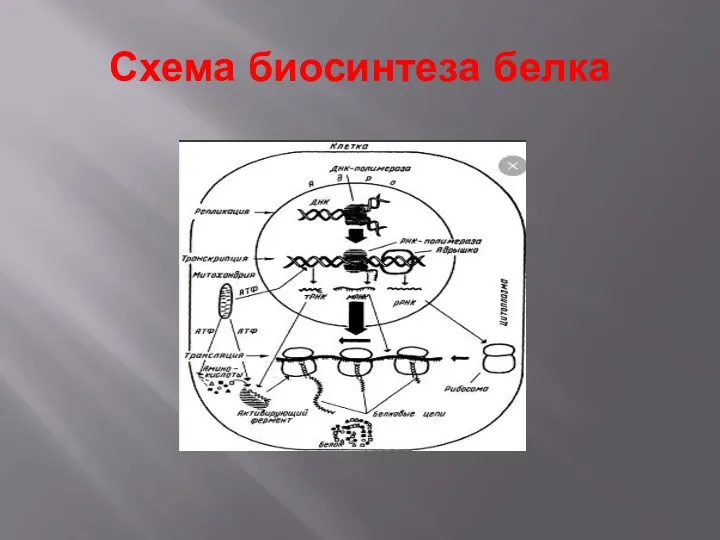 Схема биосинтеза белка