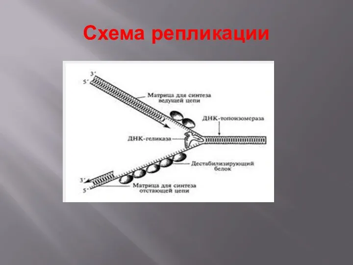 Схема репликации