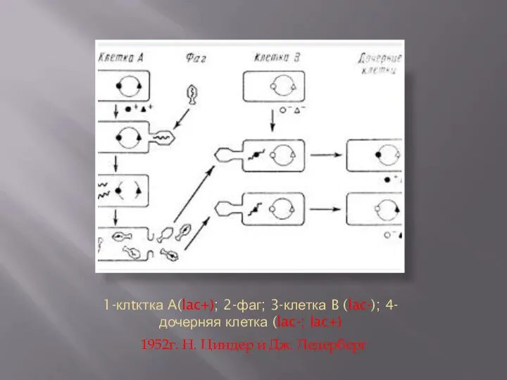 1-клtктка А(lac+); 2-фаг; 3-клетка B (lac-); 4-дочерняя клетка (lac-; lac+) 1952г. Н. Циндер и Дж. Ледерберг