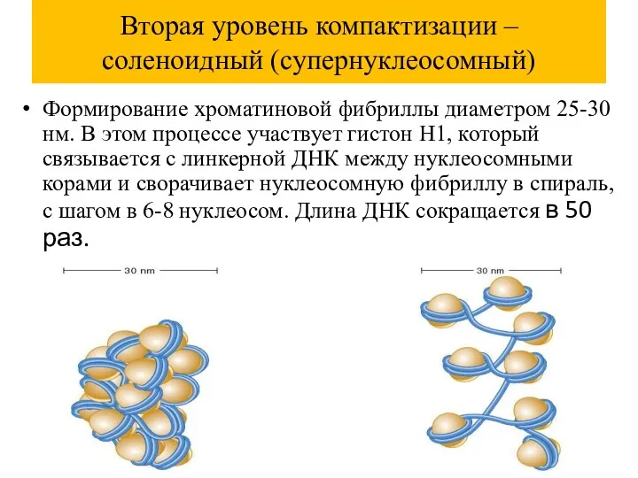 Вторая уровень компактизации – соленоидный (супернуклеосомный) Формирование хроматиновой фибриллы диаметром