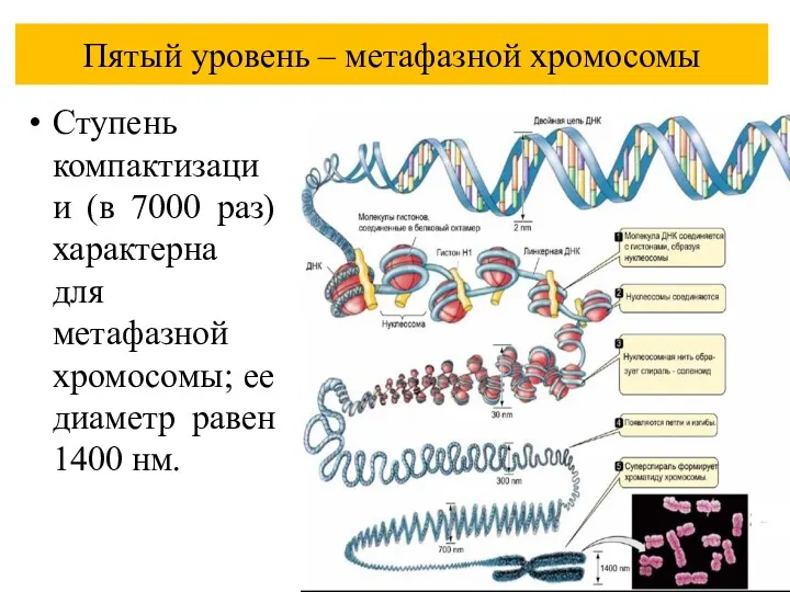 Пятый уровень – метафазной хромосомы Ступень компактизации (в 7000 раз)