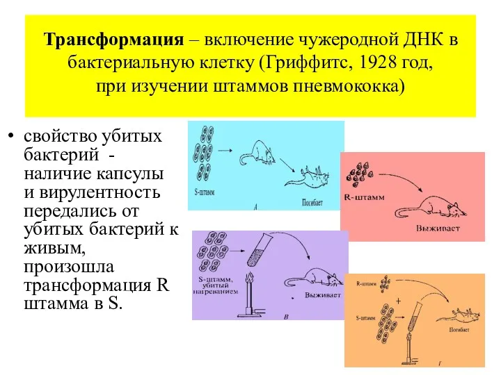 Трансформация – включение чужеродной ДНК в бактериальную клетку (Гриффитс, 1928