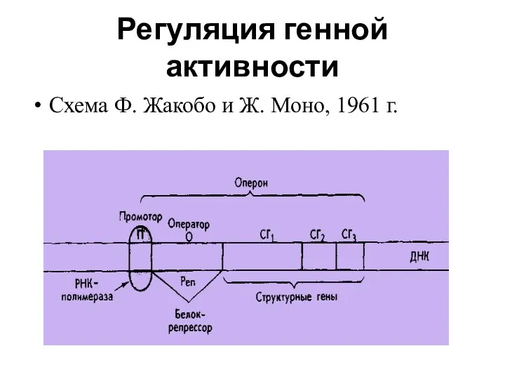 Регуляция генной активности Схема Ф. Жакобо и Ж. Моно, 1961 г.