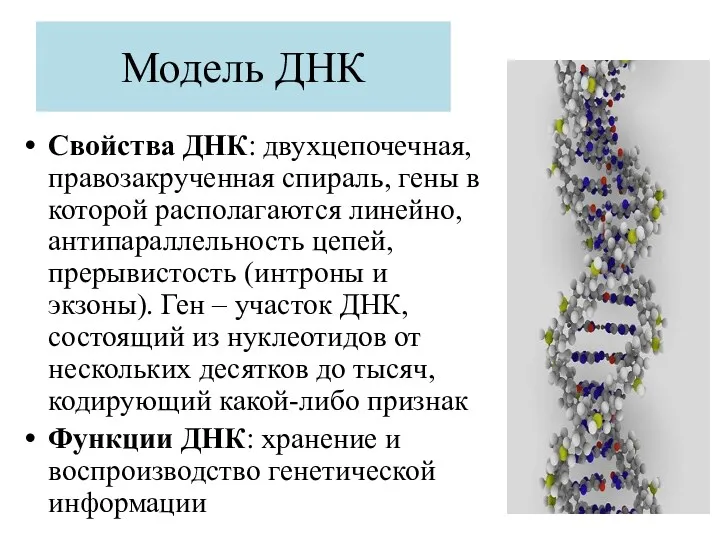 Модель ДНК Свойства ДНК: двухцепочечная, правозакрученная спираль, гены в которой
