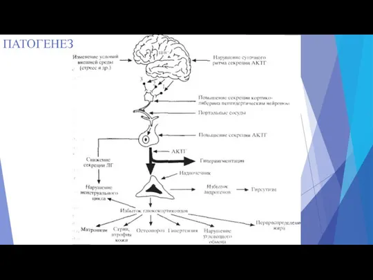 ПАТОГЕНЕЗ