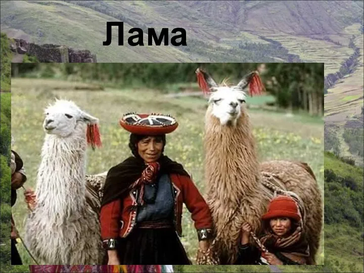 Лама