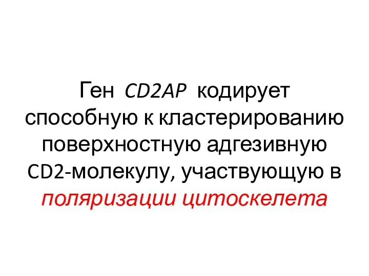 Ген CD2AP кодирует способную к кластерированию поверхностную адгезивную CD2-молекулу, участвующую в поляризации цитоскелета