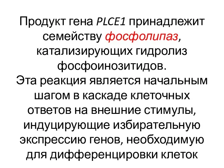 Продукт гена PLCE1 принадлежит семейству фосфолипаз, катализирующих гидролиз фосфоинозитидов. Эта